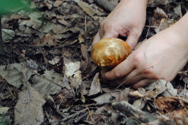 牛肝菌怎樣搭配健康又營養(yǎng)