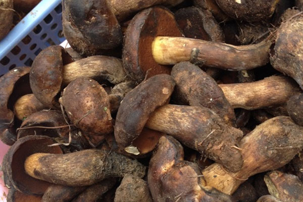 感冒咳嗽了可不可以吃牛肝菌