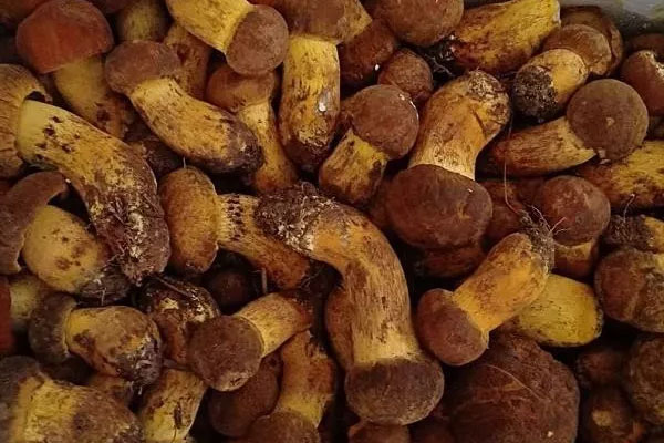 牛肝菌燉羊腿肉的食用禁忌