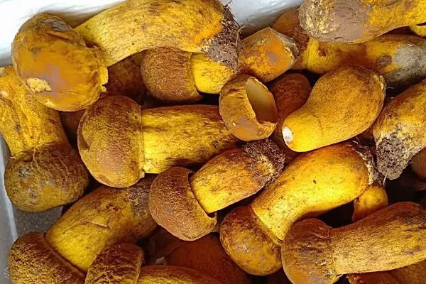 牛肝菌羊肉湯的做法竅門