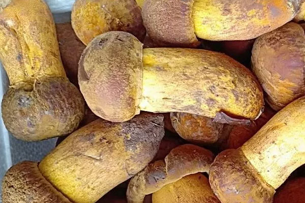 牛肝菌冒菜魚的功效作用與營養(yǎng)價(jià)值