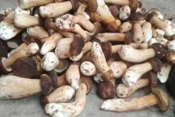 鮑魚焗牛肝菌的功效作用與營養(yǎng)價值