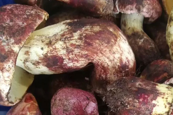 牛肝菌炒肥腸的做法竅門