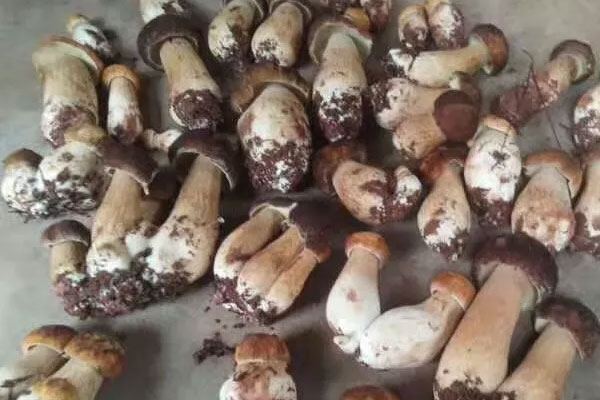 牛肝菌炒墨魚仔的功效作用與營養(yǎng)價值