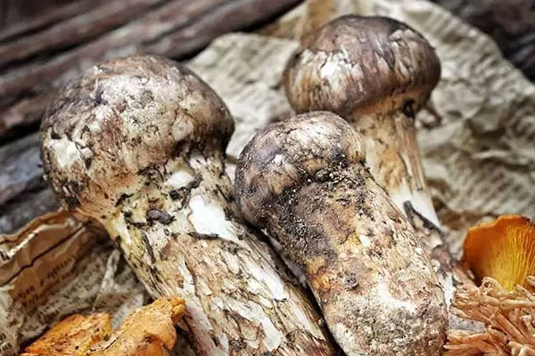 松茸能天天吃嗎