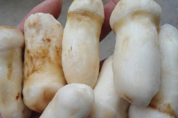  冰凍過(guò)的松茸還可以吃嗎