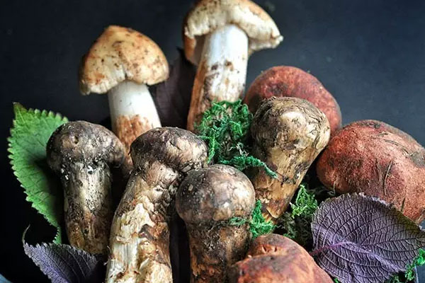 患有三高的人能吃松茸嗎