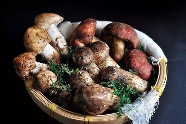 手術(shù)過(guò)后可以吃松茸嗎