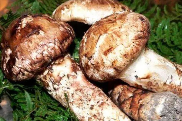 剖腹產(chǎn)可以吃松茸嗎