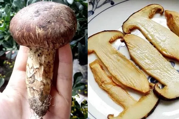 新鮮松茸怎么才算壞了