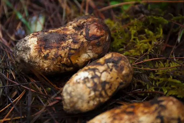 新鮮松茸根部長白毛能吃嗎