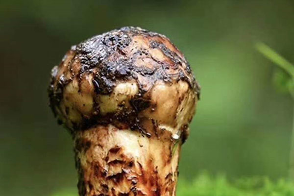 松茸炒芥蘭的功效作用與營(yíng)養(yǎng)價(jià)值