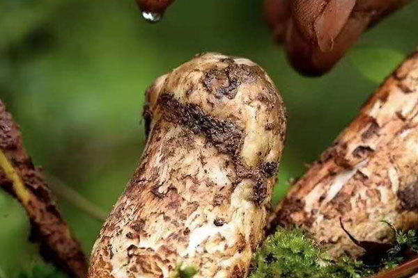 新鮮的松茸炒前要焯水嗎