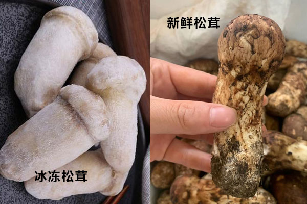 冰凍松茸和新鮮松茸哪個(gè)重