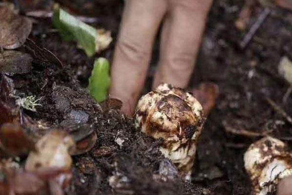 新鮮的松茸可以炒著?吃嗎