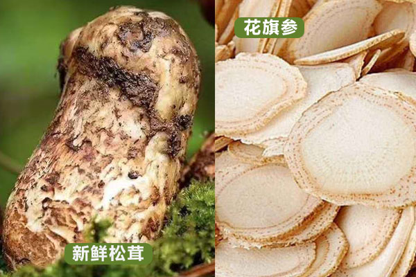 西洋參和松茸能一起燉湯嗎，羊肚菌能和松茸一起燉湯嗎
