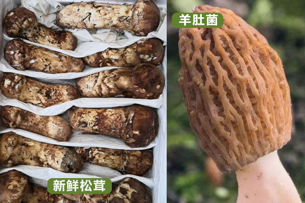 松茸和羊肚菌哪個更貴，松茸跟羊肚菌哪個有營養(yǎng)