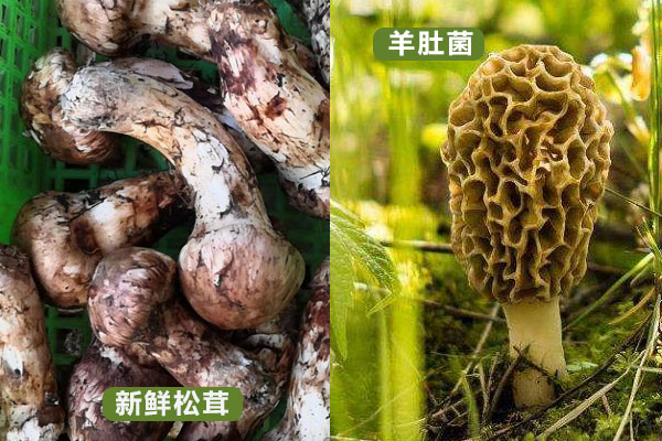 松茸和羊肚菌哪個更有營養(yǎng)