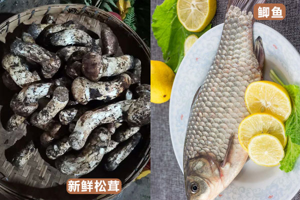 鯽魚和松茸能一起燉嗎