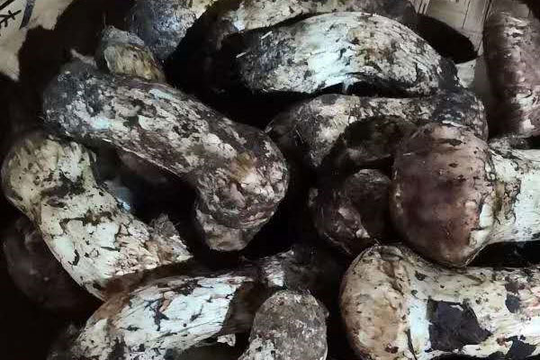 松茸泡久了有毒嗎