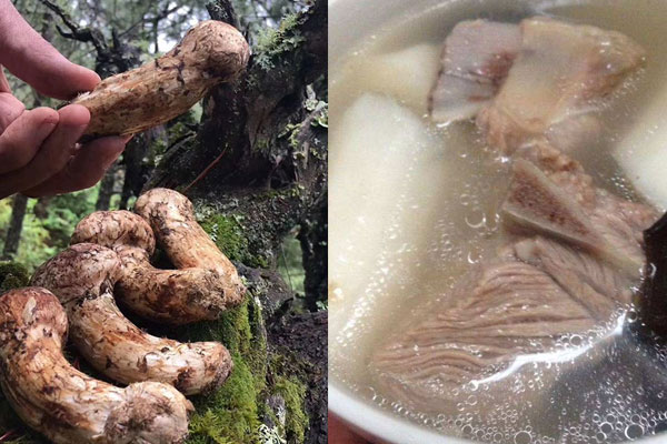 松茸可以和淮山排骨一起煲嗎，松茸可以和黃花菜一起煲湯