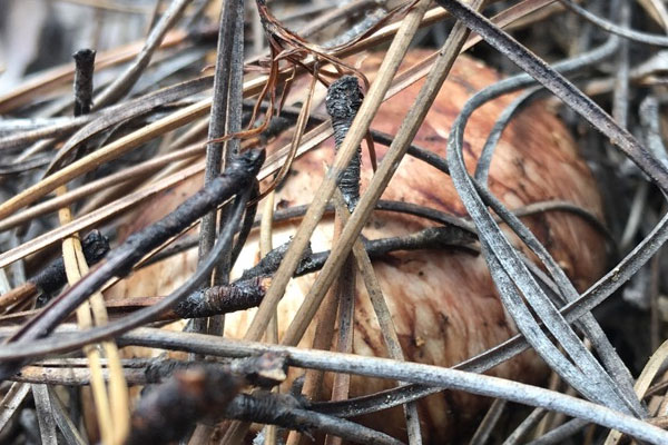 松茸和黃花菜相克嗎