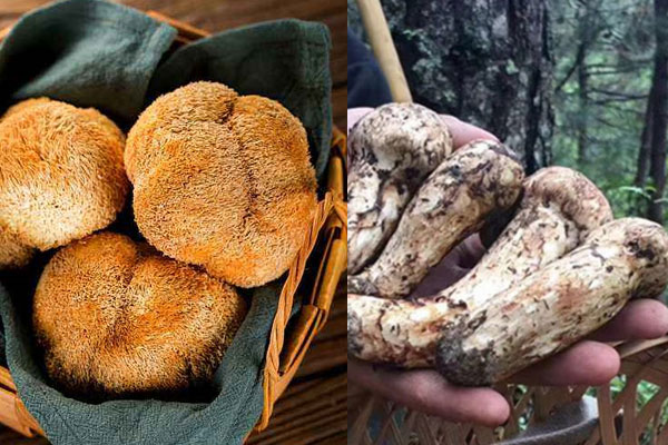 猴頭菇和松茸能一起煲湯嗎，冬瓜可以和松茸一起燉湯喝嗎