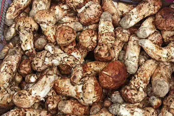 松茸有點(diǎn)發(fā)酸還可以吃嗎