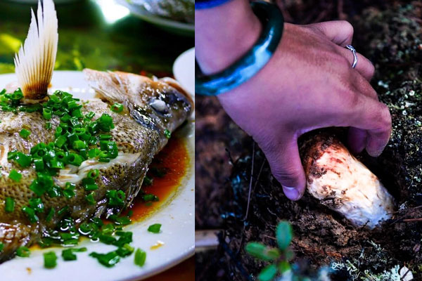 松茸可以和魚一起同吃嗎，松茸能和啤酒一起吃嗎