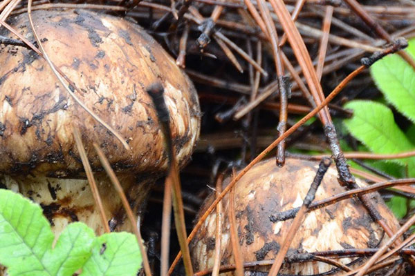 為什么新鮮松茸不能用水浸泡洗 為什么新鮮松茸不能用水浸泡洗