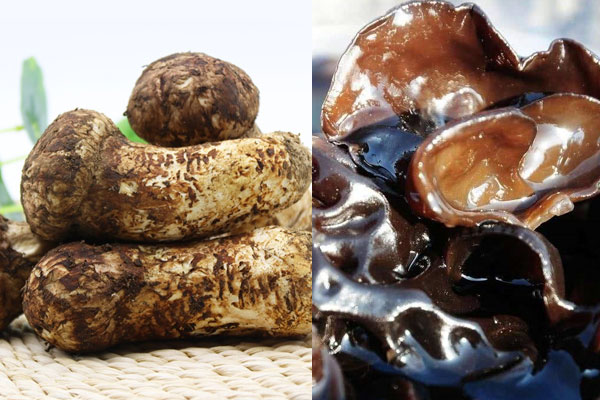 松茸能和木耳一起燉嗎 松茸能和木耳一起燉嗎