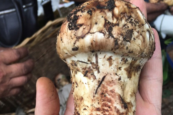 熟的松茸第二天還可以吃嗎 熟的松茸第二天還可以吃嗎