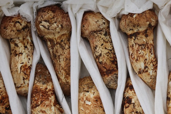 松茸洗了后放了一晚還能吃嗎 松茸洗了后放了一晚還能吃嗎