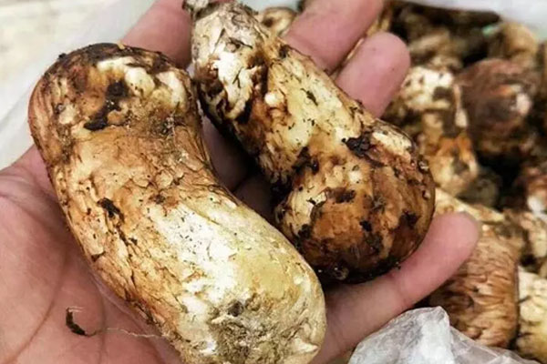 新鮮松茸吃不完怎么保存最好 新鮮松茸吃不完怎么保存最好