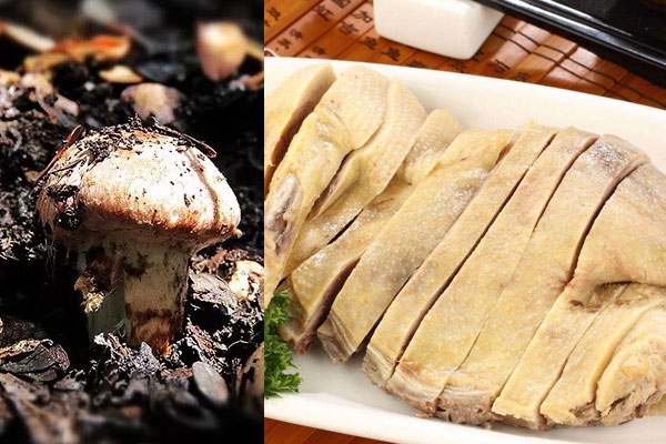 松茸和鴨肉能一起煮嗎 松茸和鴨肉能一起煮嗎