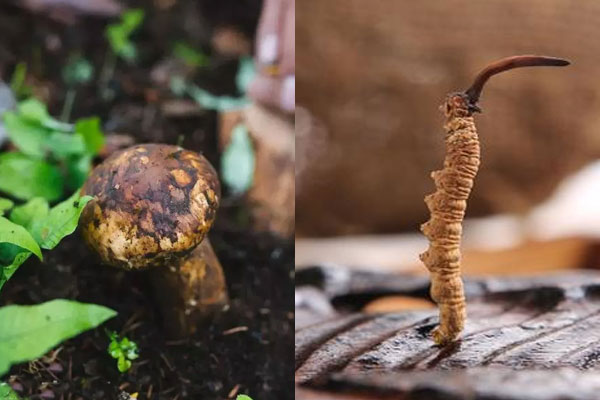 松茸可以和蟲草一起燉嗎 松茸可以和蟲草一起燉嗎