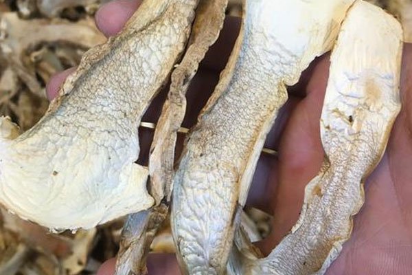 干松茸可以放多長(zhǎng)時(shí)間 干松茸可以放多長(zhǎng)時(shí)間