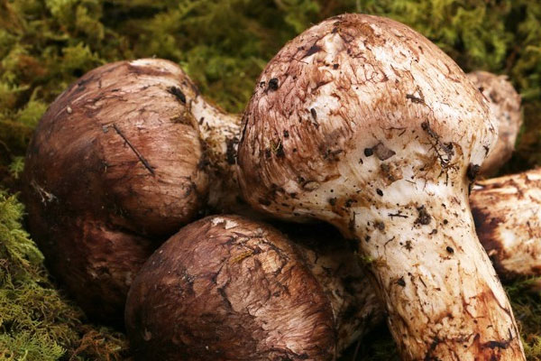 當(dāng)你身體處于亞健康時(shí)，每天應(yīng)服多少量松茸最好