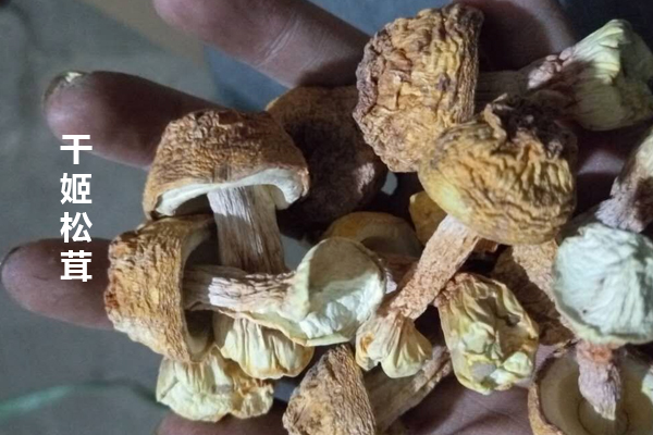 市場(chǎng)上的20元一斤的松茸 市場(chǎng)上的20元一斤的松茸