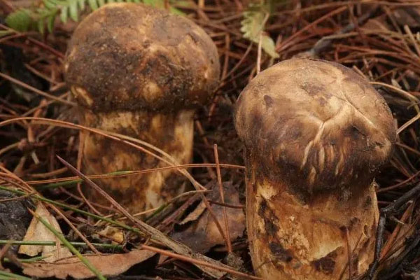 松茸好消化和吸收嗎