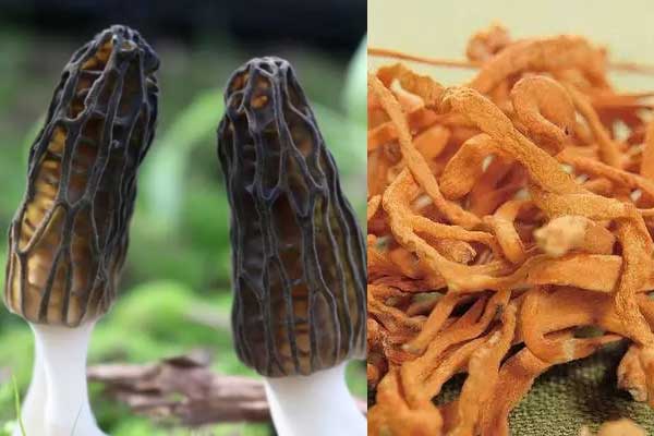 羊肚菌能和蟲(chóng)草花一起煲湯嗎 羊肚菌能和蟲(chóng)草花一起煲湯嗎