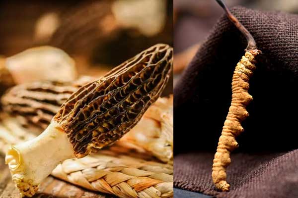 羊肚菌能和冬蟲夏草一起煲湯嗎 羊肚菌能和冬蟲夏草一起煲湯嗎