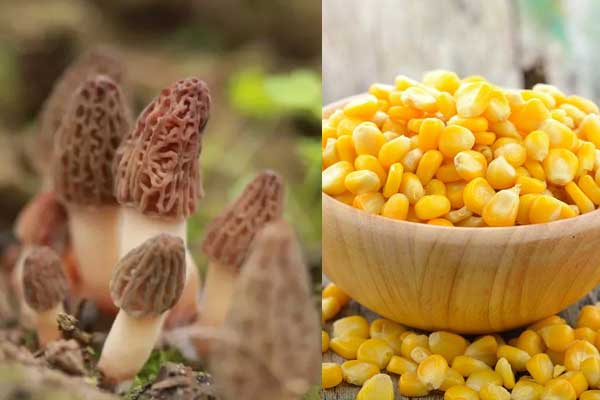 羊肚菌能和玉米一起燉排骨嗎 羊肚菌能和玉米一起燉排骨嗎
