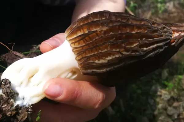 羊肚菌可以人工種植嗎 羊肚菌可以人工種植嗎
