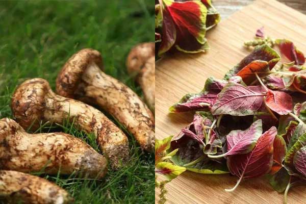 松茸可以和莧菜一起吃嗎