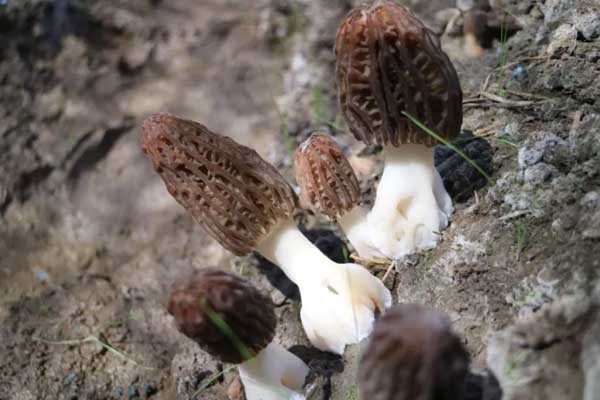 羊肚菌能煮粥嗎 羊肚菌能煮粥嗎