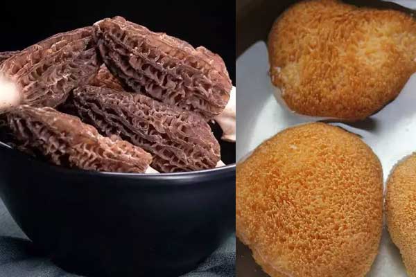 羊肚菌和猴頭菇能一起燉湯嗎，新鮮羊肚菌和海參怎么煮