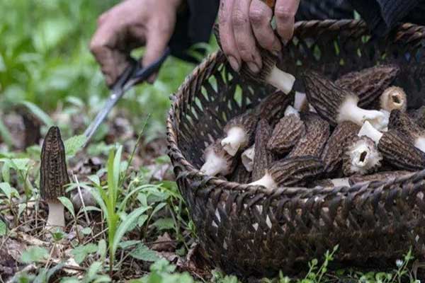 羊肚菌能炒著吃嗎 羊肚菌能炒著吃嗎