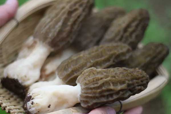 羊肚菌是發(fā)物嗎 羊肚菌是發(fā)物嗎