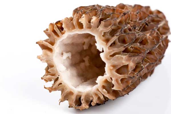 小孩羊肚菌可以吃嗎，哺乳期羊肚菌可以吃嗎